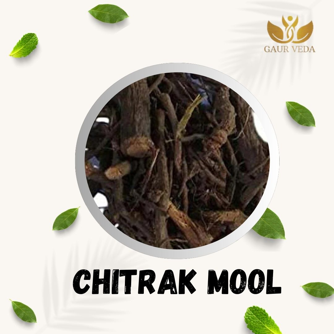 GAURVEDA Chitrakmool 100% Natural & Pure | Traditional Ayurvedic Herb/Seed/Powder | Supports Wellness & Daily Health | Ideal for Herbal Remedies, 100 Grams