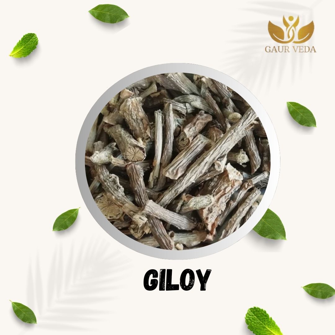 Gaurveda Giloy - Guduchi - Tinospora Cordifolia - Helps Boost Immunity & Promotes Good Health - Pure & Natural (900)