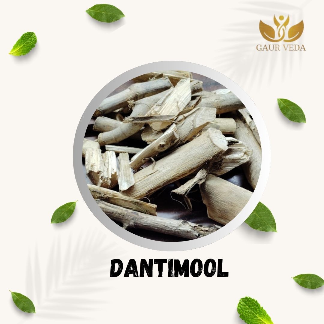 GAURVEDA Dantimool 100% Natural & Pure | Traditional Ayurvedic Herb/Seed/Powder | Supports Wellness & Daily Health | Ideal for Herbal Remedies, 100 Grams