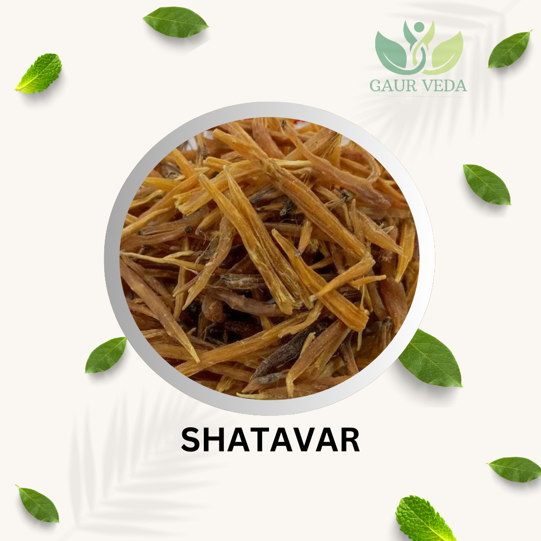 GAURVEDA Shatavar Pili - Shatavar Yellow - Satavar - Shatavari - Asparagus racemosus - Pure & Natural (100)