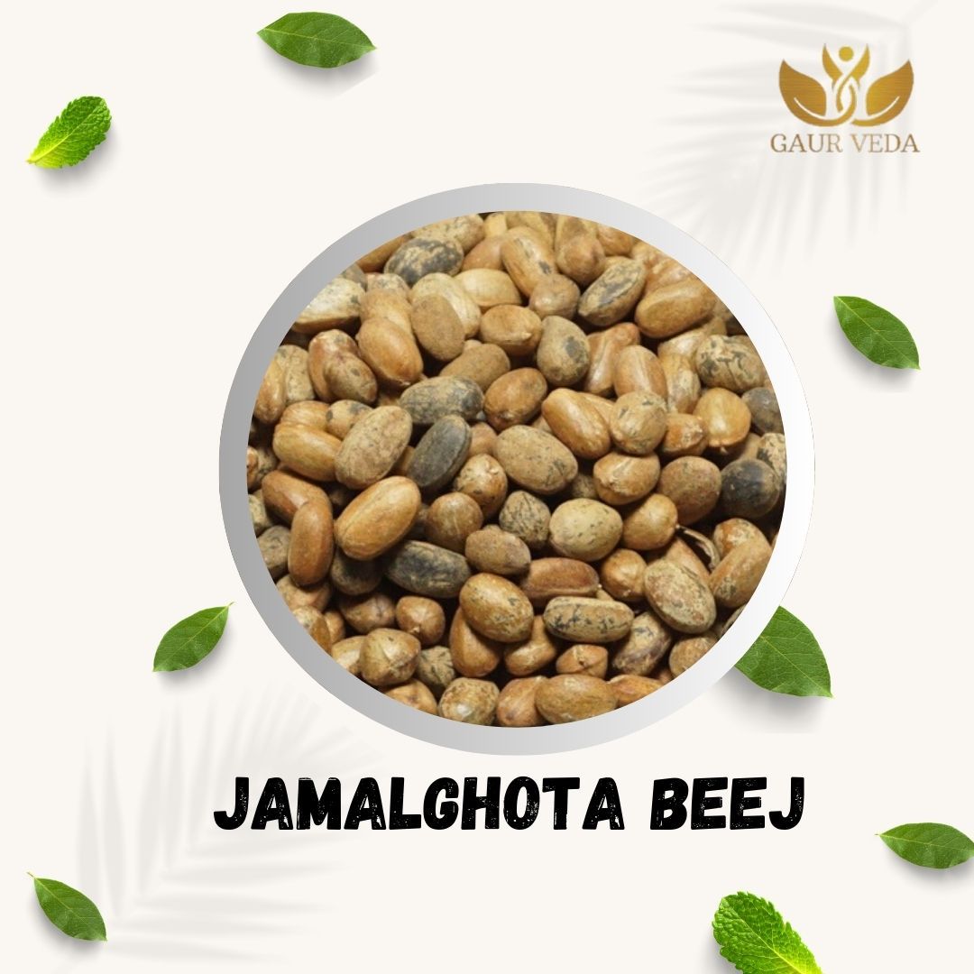 GAURVEDA Jamalghota Beej - Traditional Remedy Seed for Digestive Wellness & Natural Cleansing | Authentic Ayurvedic Herb | (Quantity: To be defined) | 500 Grams