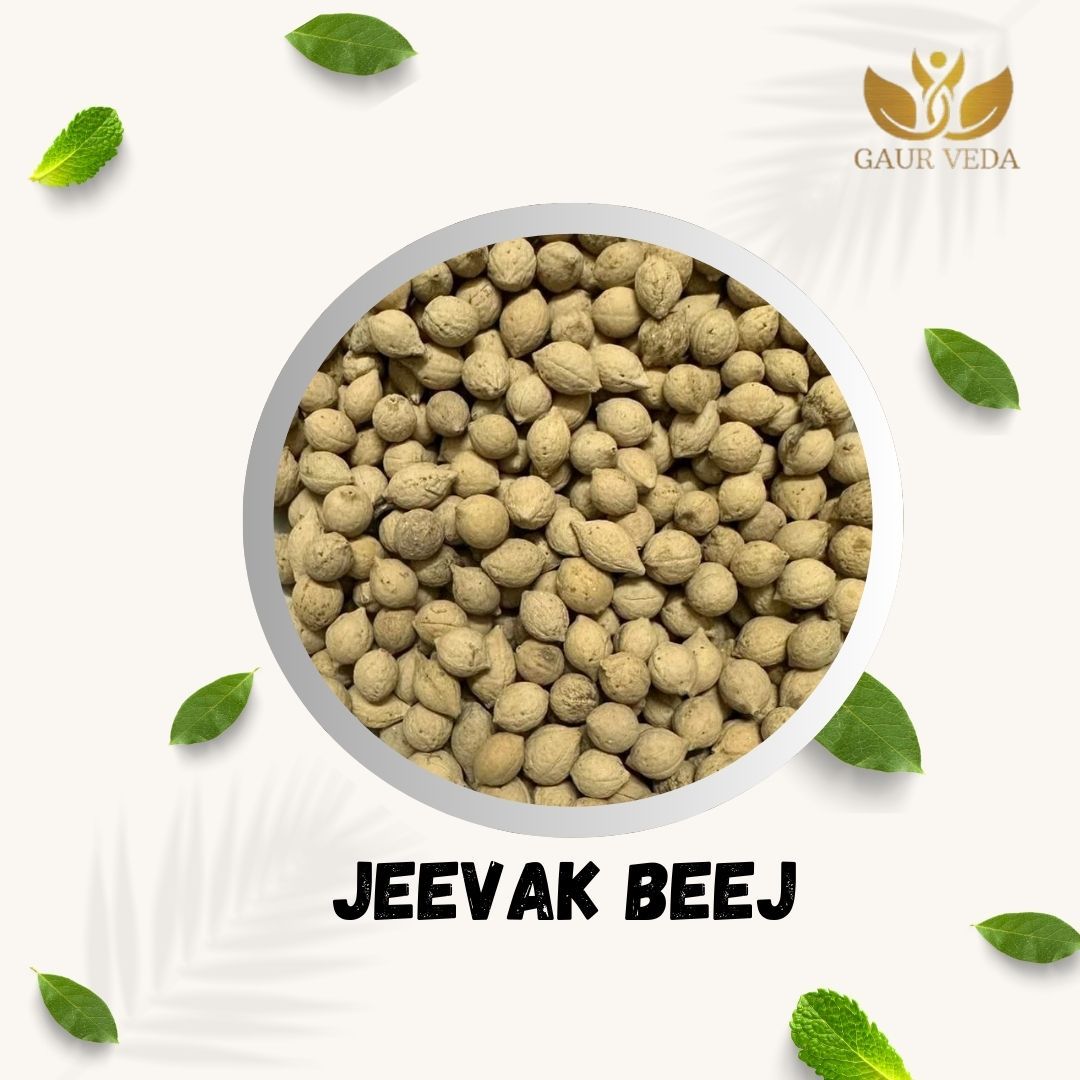GAURVEDA Jeevak Beej - Jiya Pota Seeds - Putra Jivak Beej - Putra Jeevak Beej - Pure & Natural (100)