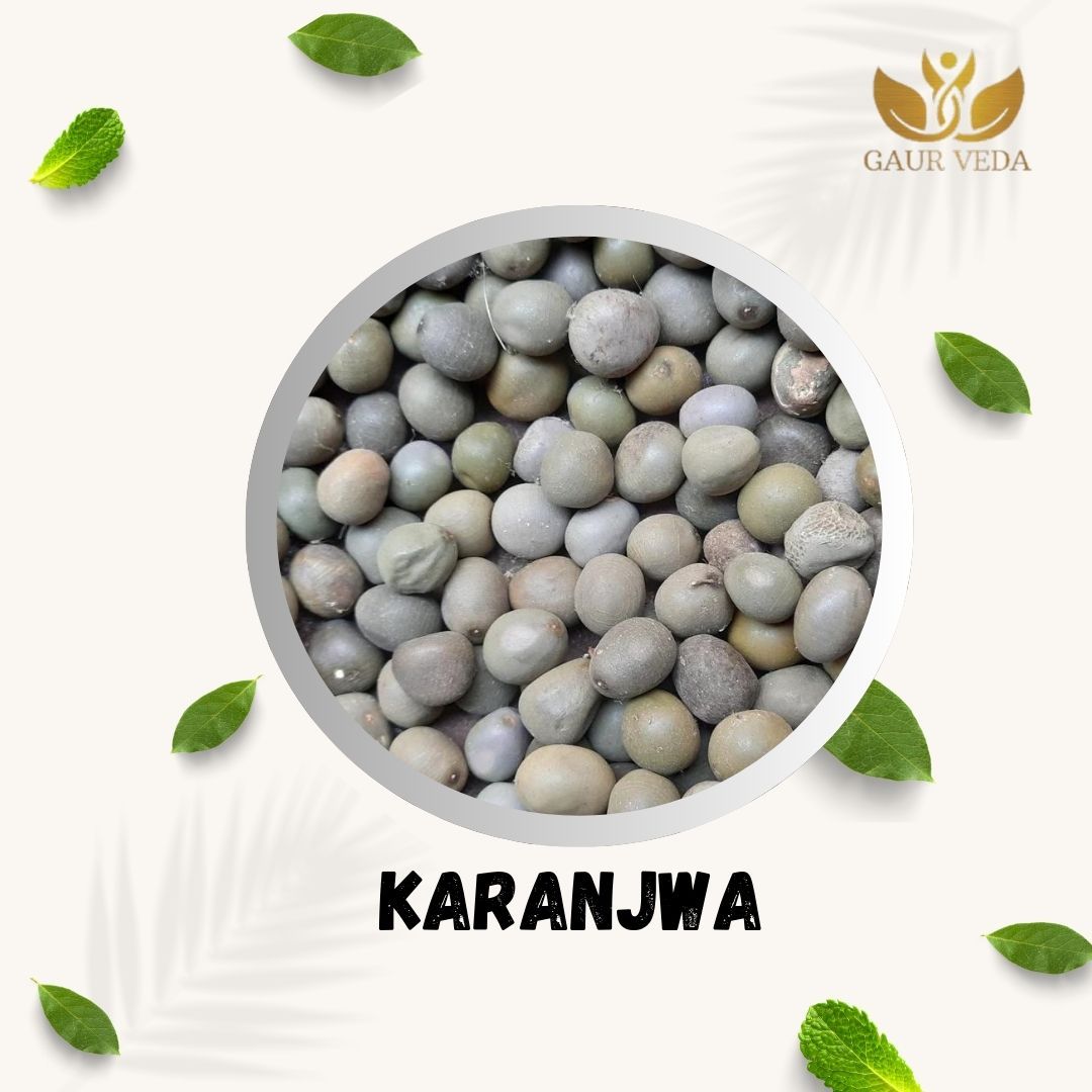 GAURVEDA Karanjwa Seeds (beej) - Pure & Natural Ayurvedic Herb for Traditional Remedies | Supports Healthy Living & Well-being | 100 Grams