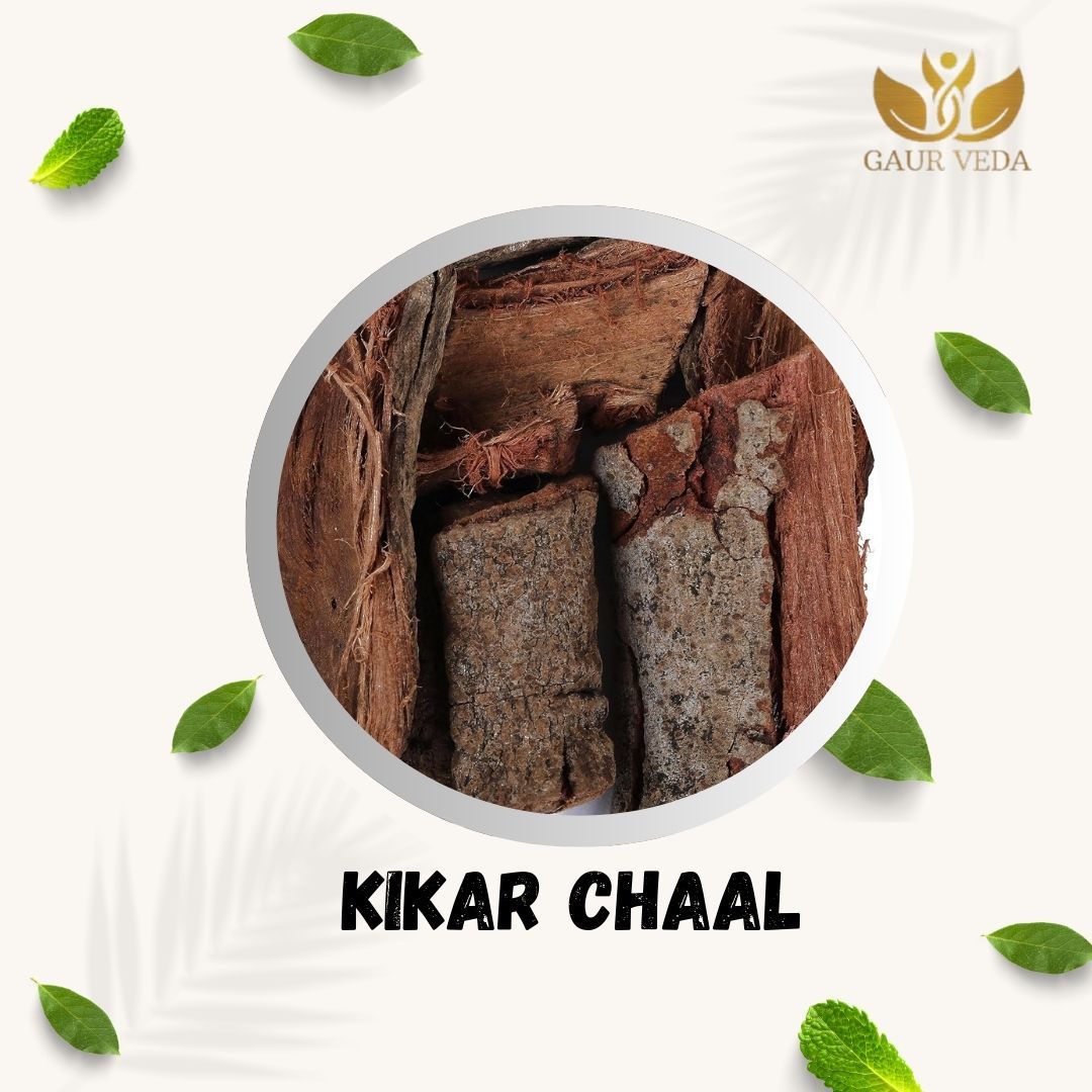 GAURVEDA Kikar chaal 100% Natural & Pure | Traditional Ayurvedic Herb/Seed/Powder | Supports Wellness & Daily Health | Ideal for Herbal Remedies, 100 Grams