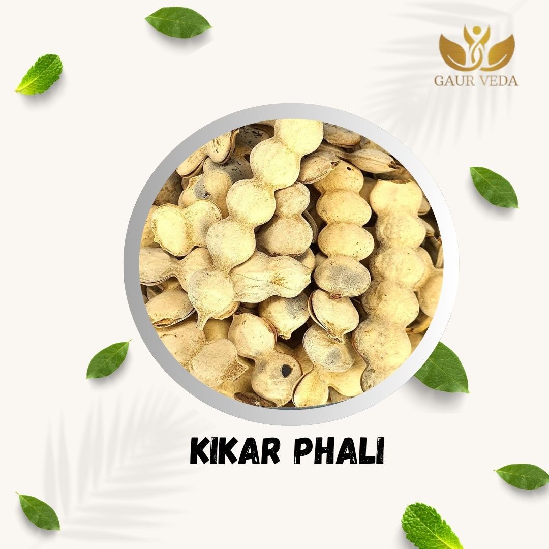GAURVEDA Kikar phali 100% Natural & Pure | Traditional Ayurvedic Herb/Seed/Powder | Supports Wellness & Daily Health | Ideal for Herbal Remedies, 200 Grams