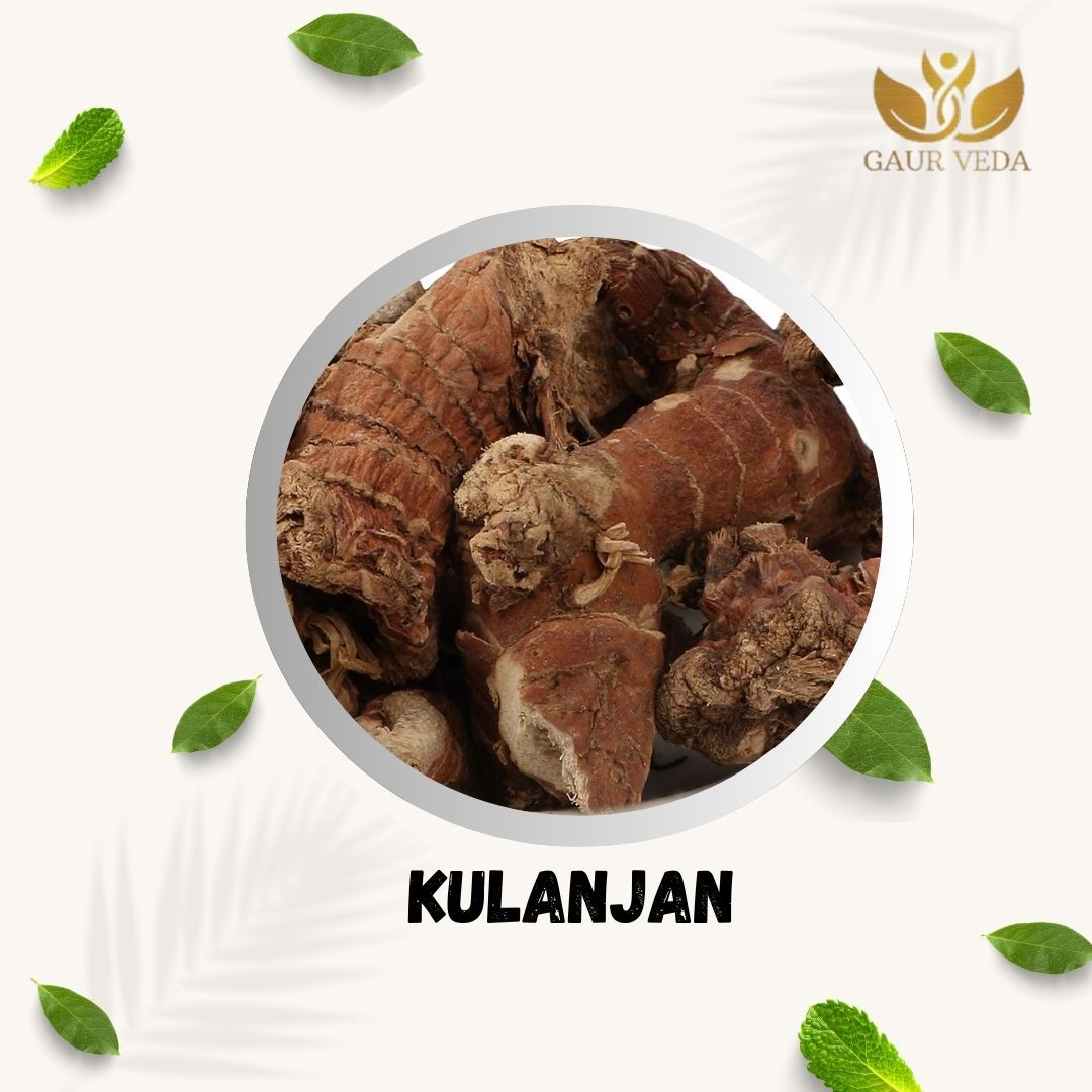 GAURVEDA Kulanjan 100% Natural & Pure | Traditional Ayurvedic Herb/Seed/Powder | Supports Wellness & Daily Health | Ideal for Herbal Remedies, 200 Grams
