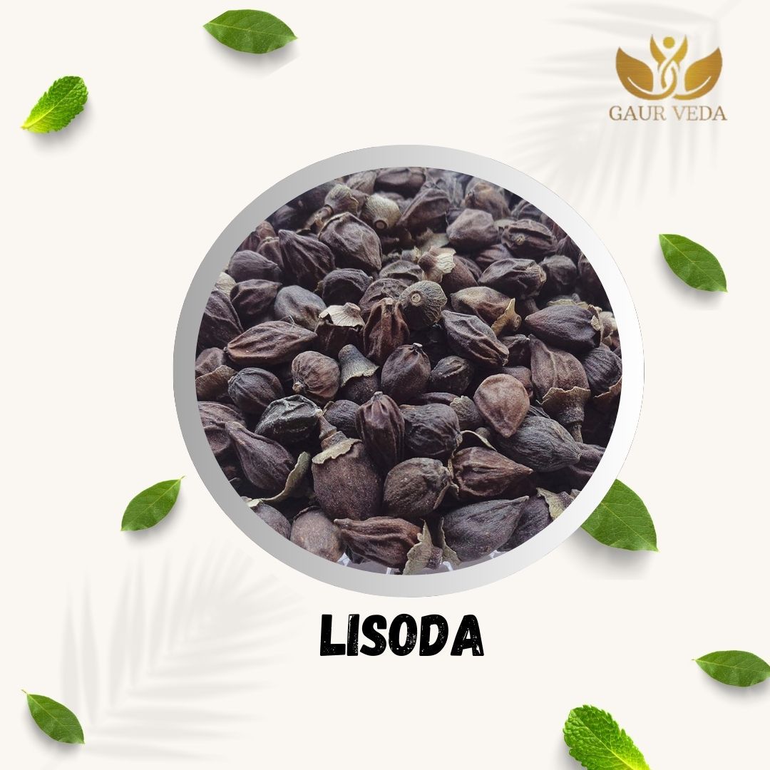 GAURVEDA Lisoda 100% Natural & Pure | Traditional Ayurvedic Herb/Seed/Powder | Supports Wellness & Daily Health | Ideal for Herbal Remedies, 200 Grams
