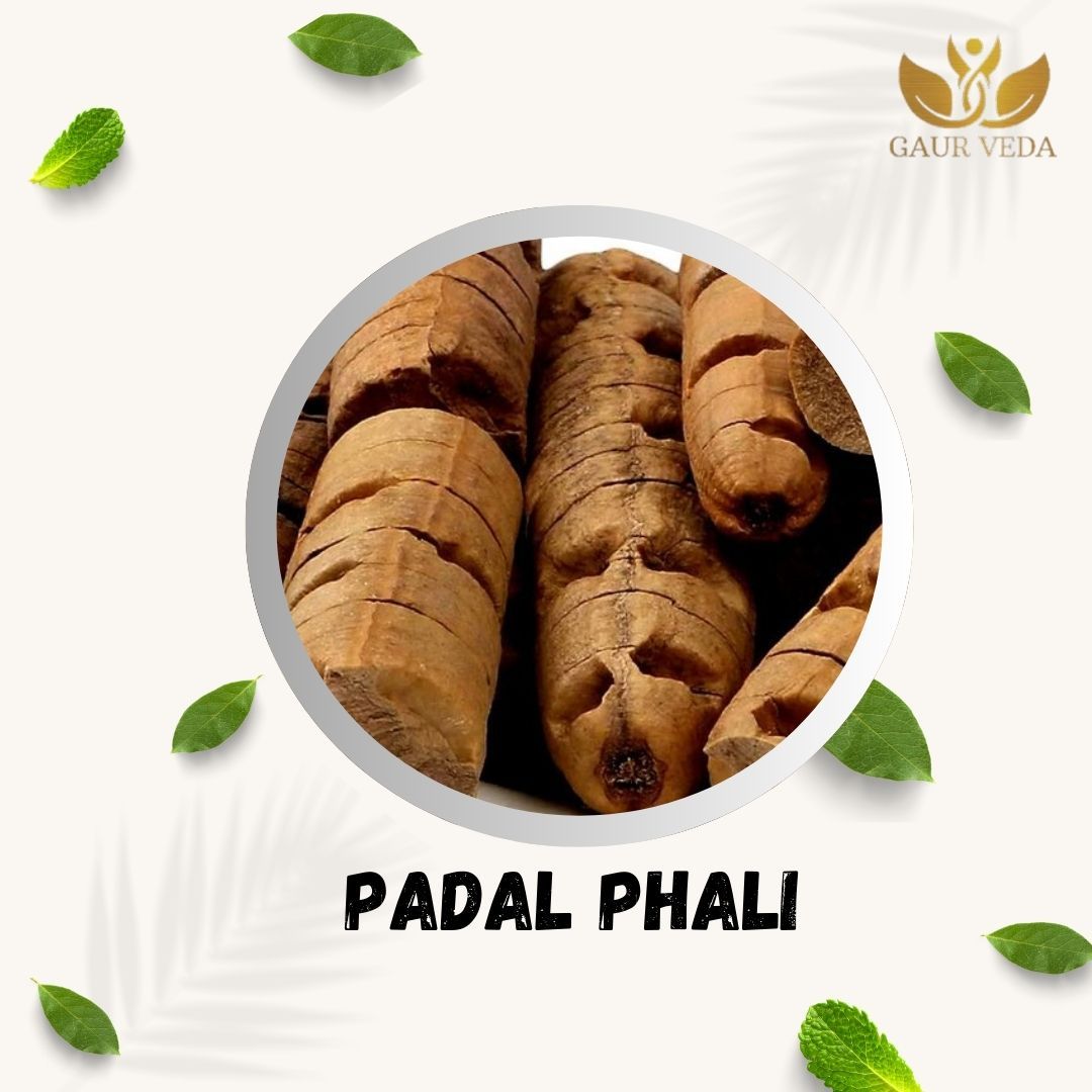 GAURVEDA Padal phali 100% Natural & Pure | Traditional Ayurvedic Herb/Seed/Powder | Supports Wellness & Daily Health | Ideal for Herbal Remedies, 100 Grams