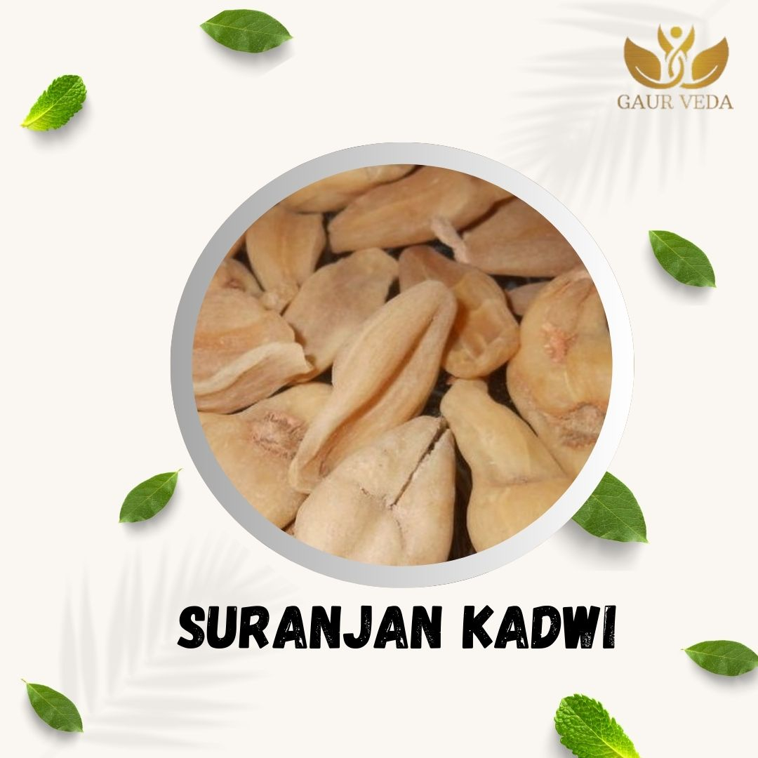 GAURVEDA Suranjan kadwi 100% Natural & Pure | Traditional Ayurvedic Herb/Seed/Powder | Supports Wellness & Daily Health | Ideal for Herbal Remedies, 100 Grams{241