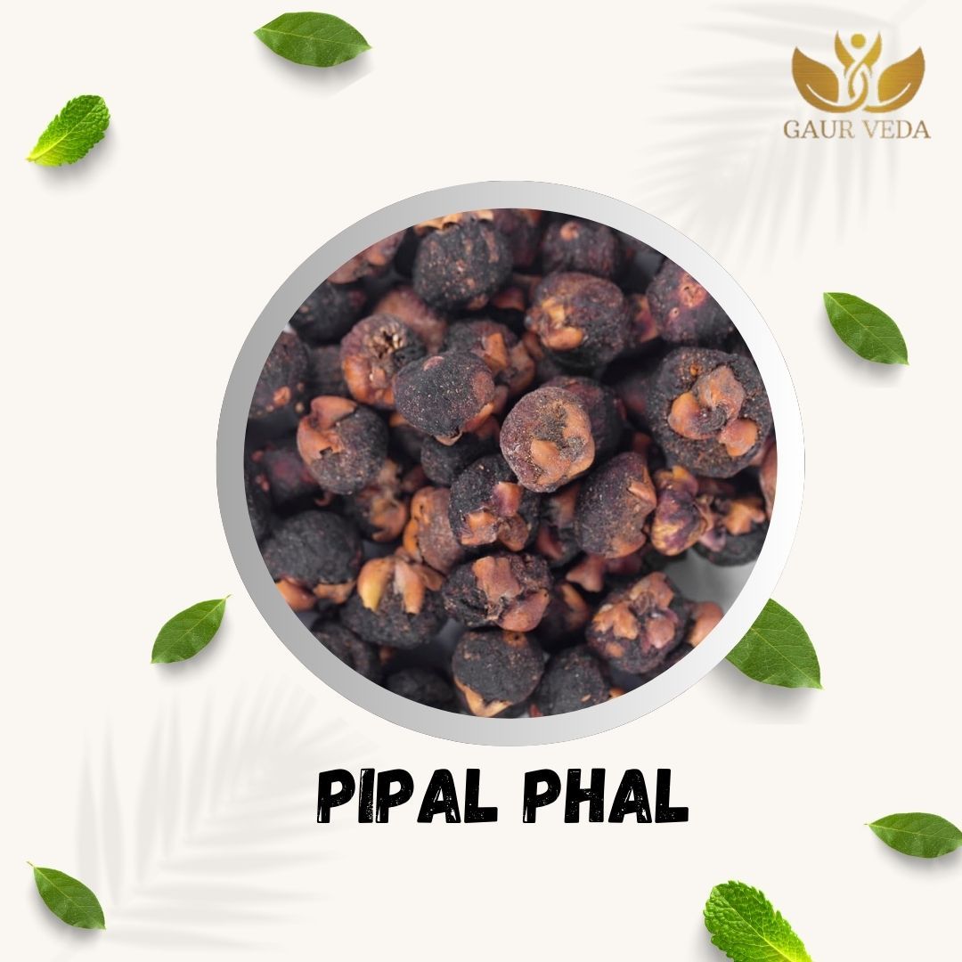 GAURVEDA Pipal phal 100% Natural & Pure | Traditional Ayurvedic Herb/Seed/Powder | Supports Wellness & Daily Health | Ideal for Herbal Remedies, 100 Grams