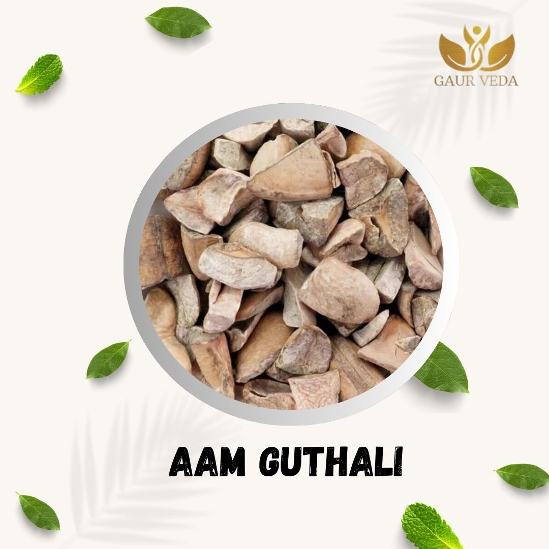 GAURVEDA Aam Guthli 100% Natural & Pure | Traditional Ayurvedic Herb/Seed/Powder | Supports Wellness & Daily Health | Ideal for Herbal Remedies, 1000 Grams