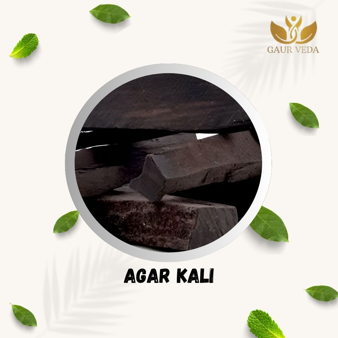 GAURVEDA Agar Wood (500 Gm) - Agar Kali - Aquilaria Agallocha - Oud Wood - Pure & Natural