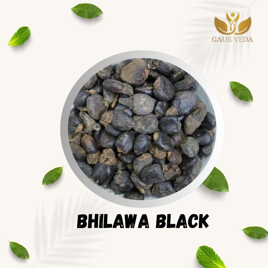 Gaurveda Bhilawa Seeds - Marking Nut - Bilava Beej - Bhilava - Bilawa - Selected - Quality (100)