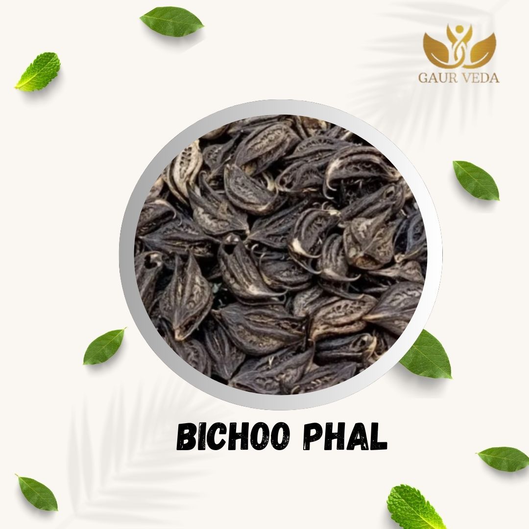 GAURVEDA Bichoo Phal Whole Fruit | Scindapsus Officinalis | Gajpippali Fruit | Herbal Raw Material for and Herbal Applications | Dried Botanical Ingredient (100 Grams)
