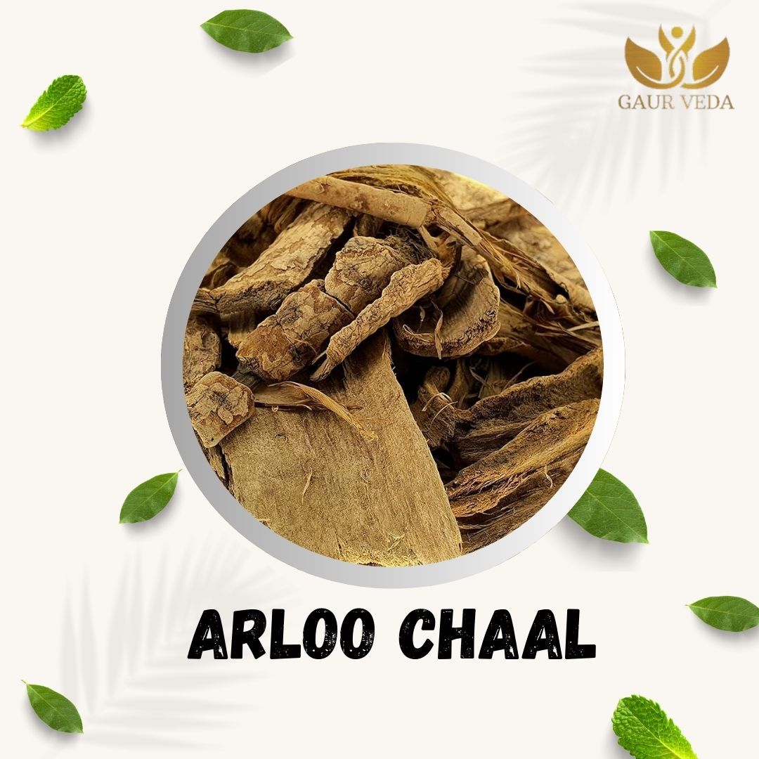 GAURVEDA Arloo Chaal Whole Bark | Oroxylum Indicum Bark | Herbal Raw Material for and Herbal Applications | Dried Botanical Ingredient (100 Grams)