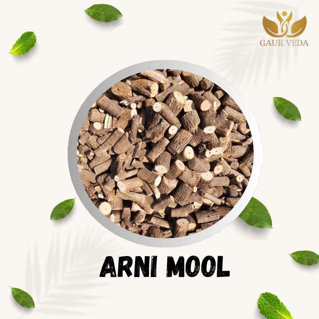 GAURVEDA Arni Mool Roots | Clerodendrum Phlomidis Roots | Arani Root | Herbal Raw Material for Traditional and Herbal Applications | Dried Botanical Ingredient (100 Grams)