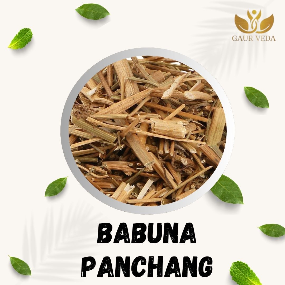 GAURVEDA Babuna Panchang Whole Plant | Matricaria Chamomilla | Chamomile Panchang | Herbal Raw Material for Traditional Remedies and Ayurvedic Applications | Dried Botanical Ingredient (100 Grams)