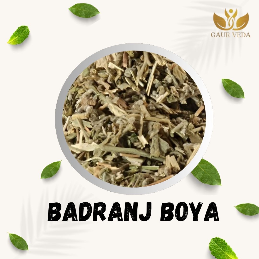 GAURVEDA Badranj Boya Whole | Melissa Parviflora | Lemon Balm Herb | Herbal Raw Material for Traditional Preparations and Ayurvedic Applications | Dried Botanical Ingredient (100 Grams)