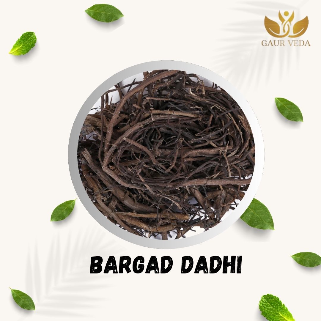 Gaurveda Bargad Ki Dadhi Raw Herb - Bar Ki Dari - Badh Ki Dadhi - Banyan Aerial Roots - Pure & Natural (100 Grams)
