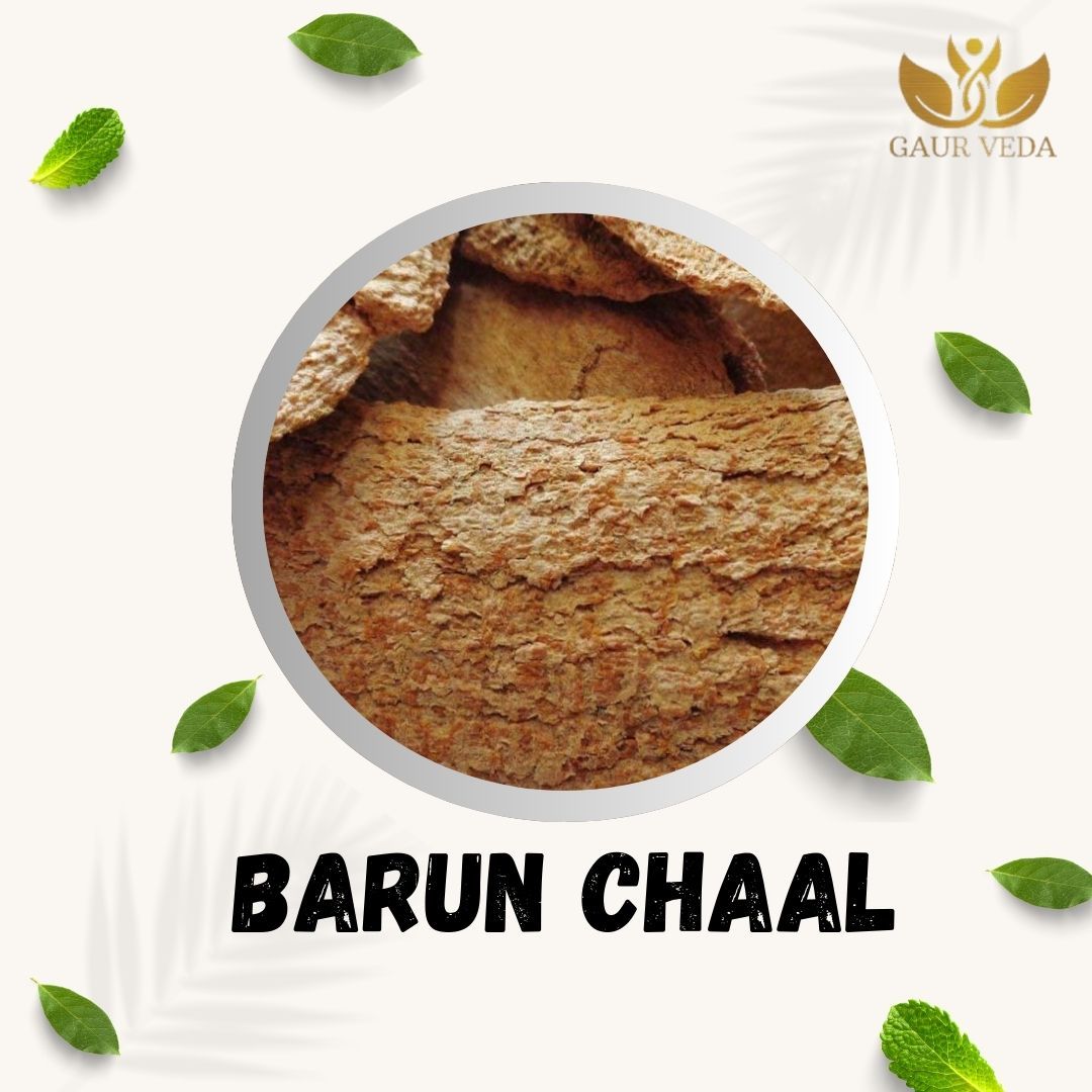 GAURVEDA Barun Chaal Whole Bark | Crataeva Nurvala Bark |Herbal Raw Material for and Herbal Applications | Dried Botanical Ingredient (100 Grams)