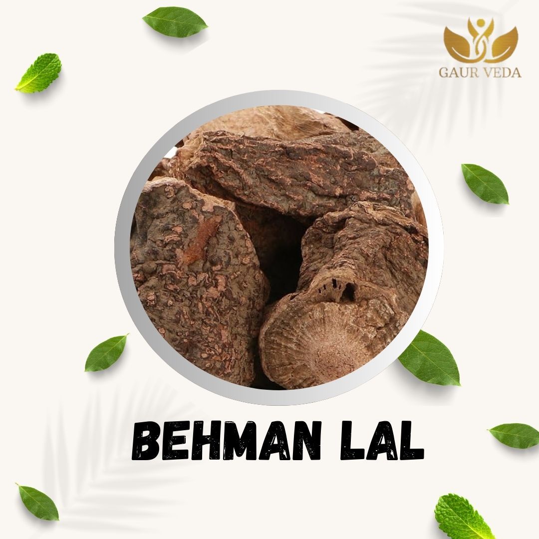 GAURVEDA Behman Lal Roots | Salvia Haematodes | Red Behman Root | Herbal Raw Material for Traditional Preparations and Ayurvedic Applications | Dried Botanical Ingredient (100 Grams)