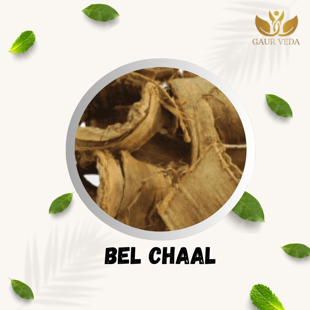 GAURVEDA Bel Chaal Whole Bark | Aegle Marmelos Stem Bark | Bael Bark | Herbal Raw Material for Traditional Ayurvedic Applications and Herbal Preparations | Dried Botanical Ingredient (100 Grams)