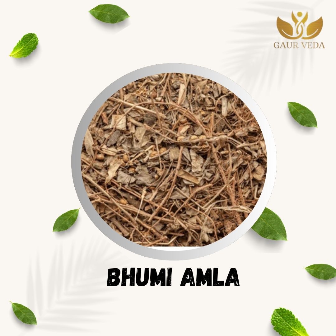 GAURVEDA Bhumi Amla Whole Plant | Phyllanthus Niruri | Stonebreaker Herb | Herbal Raw Material for and Herbal Applications | Dried Botanical Ingredient (100 Grams)
