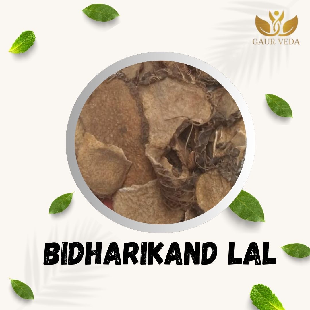 GAURVEDA Bidhari Kand lal 100% Natural & Pure | Traditional Ayurvedic Herb/Seed/Powder | Supports Wellness & Daily Health | Ideal for Herbal Remedies, 100 Grams