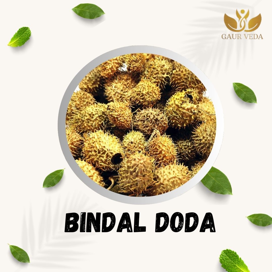 GAURVEDA Bindal doda 100% Natural & Pure | Traditional Ayurvedic Herb/Seed/Powder | Supports Wellness & Daily Health | Ideal for Herbal Remedies, 100 Grams