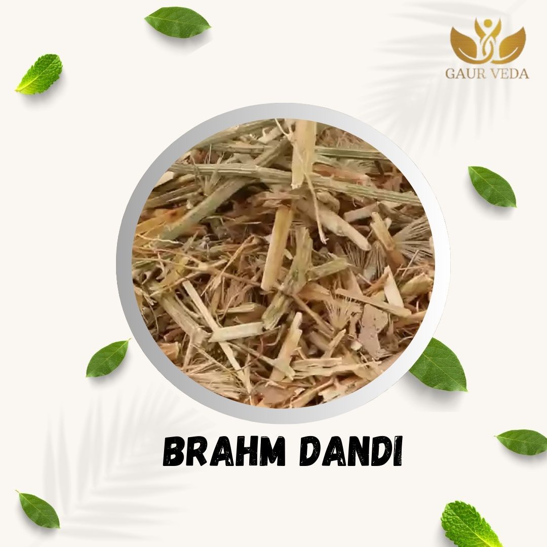 Gaurveda Brahm Dandi (100 Grams)