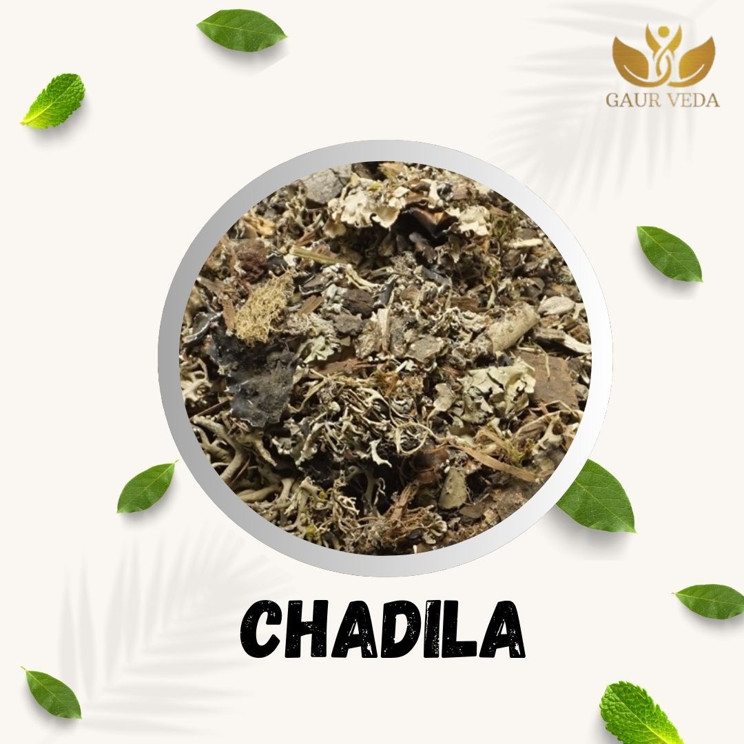 Gaurveda Chadila - Pattar Phool - Permalia perlata - Stone Flower (100 Grams)