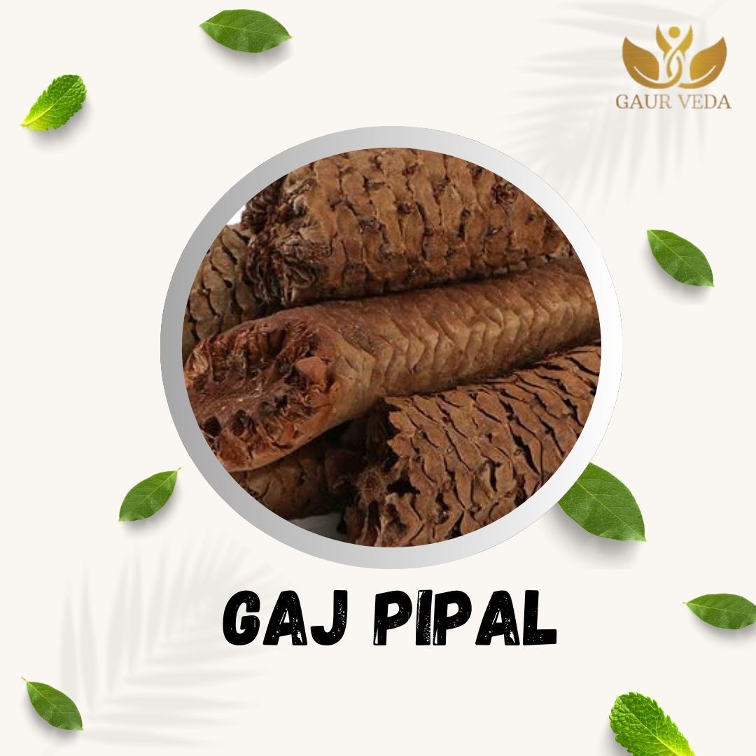 GAURVEDA Gaj pipal 100% Natural & Pure | Traditional Ayurvedic Herb/Seed/Powder | Supports Wellness & Daily Health | Ideal for Herbal Remedies, 100 Grams