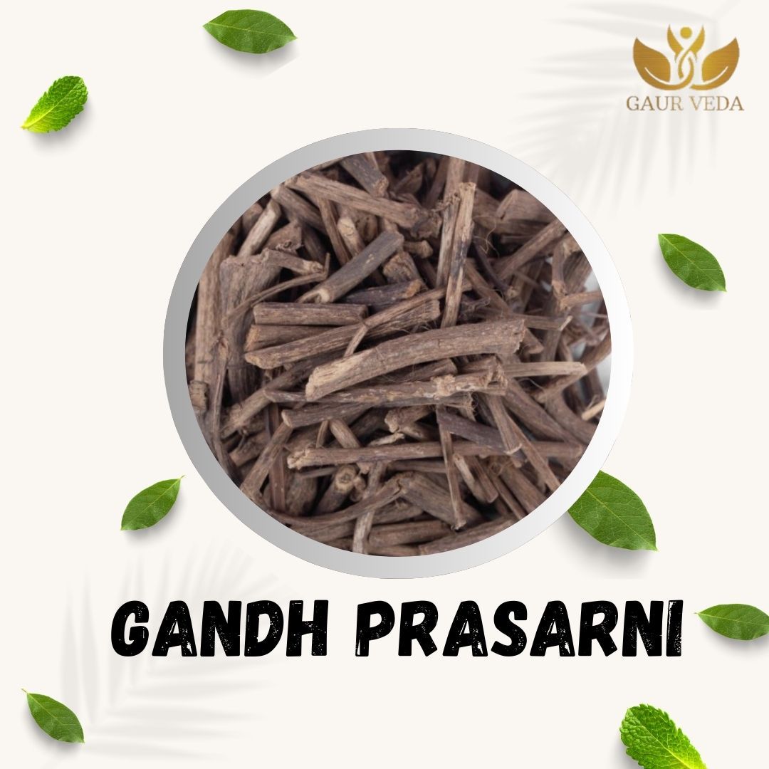 GAURVEDA Gandh prasarni 100% Natural & Pure | Traditional Ayurvedic Herb/Seed/Powder | Supports Wellness & Daily Health | Ideal for Herbal Remedies, 100 Grams
