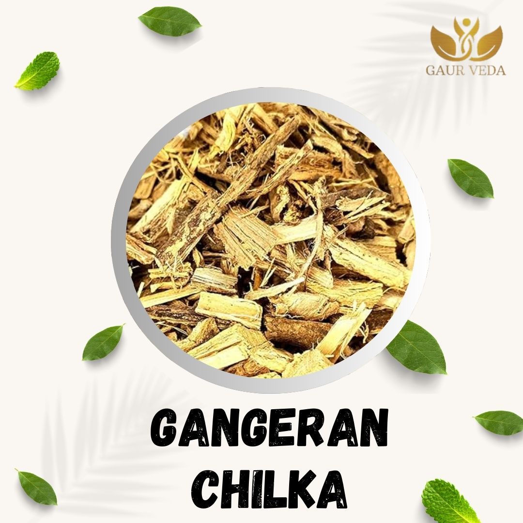 GAURVEDA Gangeran Chilka 100% Natural & Pure | Traditional Ayurvedic Herb/Seed/Powder | Supports Wellness & Daily Health | Ideal for Herbal Remedies, 100 Grams