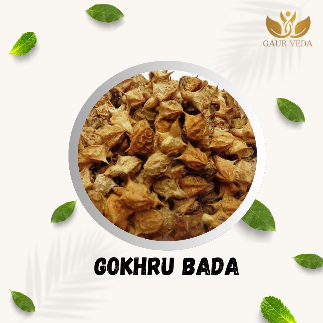 Gaurveda Gokhru Bada - Pedalium Murex - Large Caltrops (400 Grams)