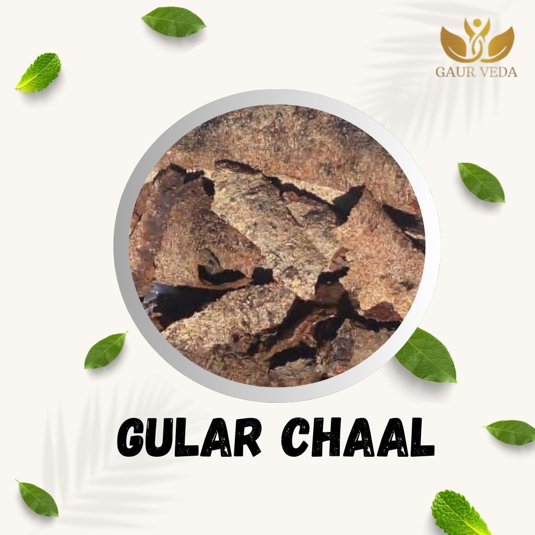 GAURVEDA Gular chaal 100% Natural & Pure | Traditional Ayurvedic Herb/Seed/Powder | Supports Wellness & Daily Health | Ideal for Herbal Remedies, 100 Grams