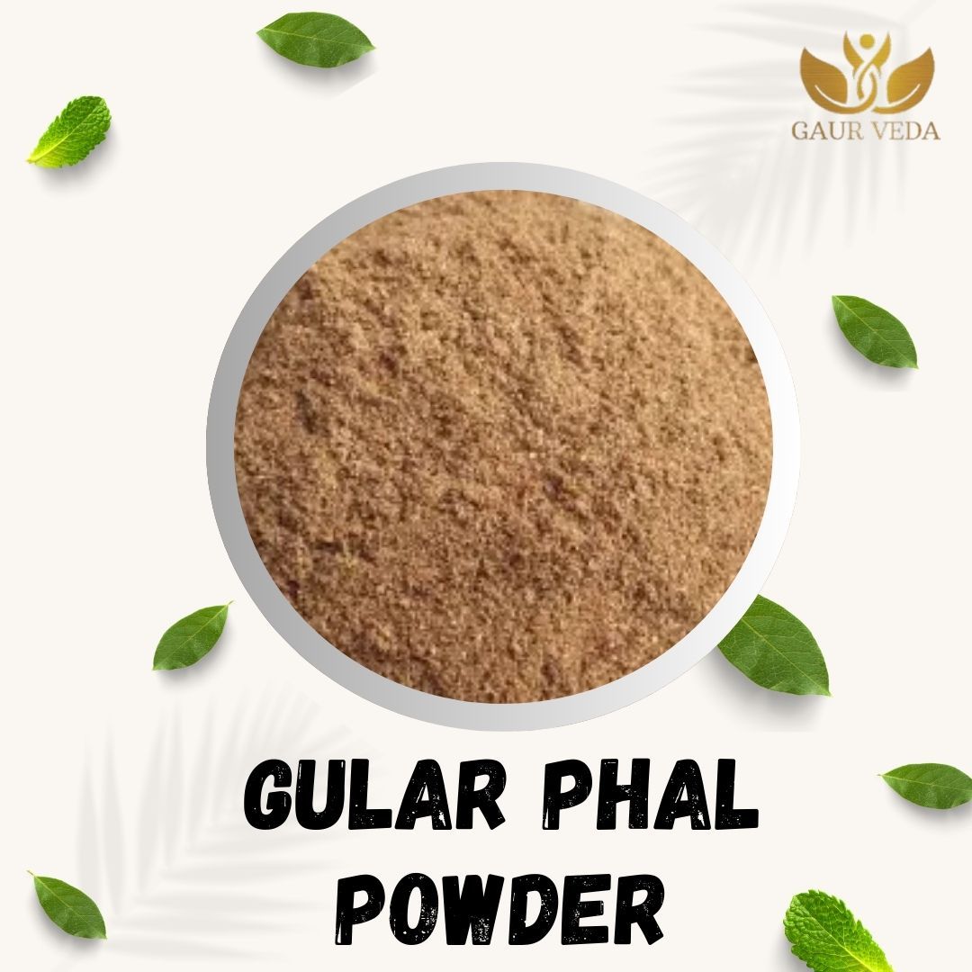 GAURVEDA Gular phal Powder 100% Natural & Pure | Traditional Ayurvedic Herb/Seed/Powder | Supports Wellness & Daily Health | Ideal for Herbal Remedies, 100 Grams