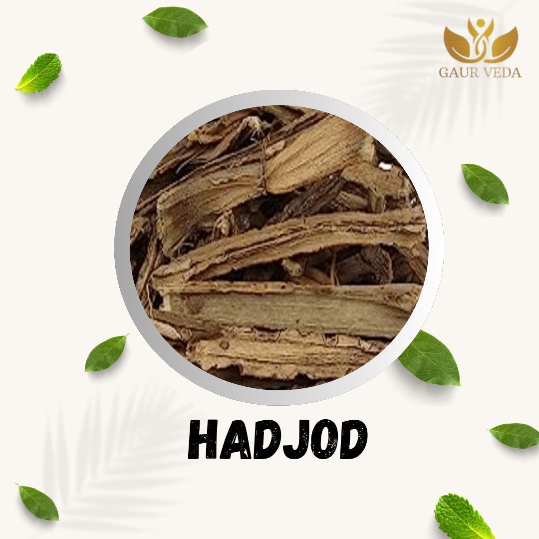 GAURVEDA Hadjod 100% Natural & Pure | Traditional Ayurvedic Herb/Seed/Powder | Supports Wellness & Daily Health | Ideal for Herbal Remedies, 100 Grams