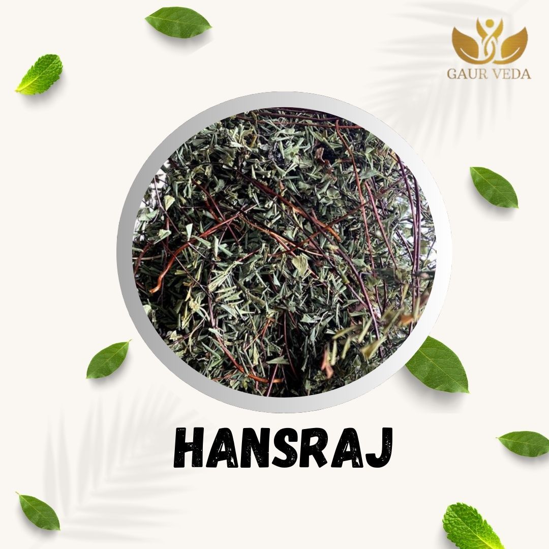 GAURVEDA Hansraj 100% Natural & Pure | Traditional Ayurvedic Herb/Seed/Powder | Supports Wellness & Daily Health | Ideal for Herbal Remedies, 100 Grams