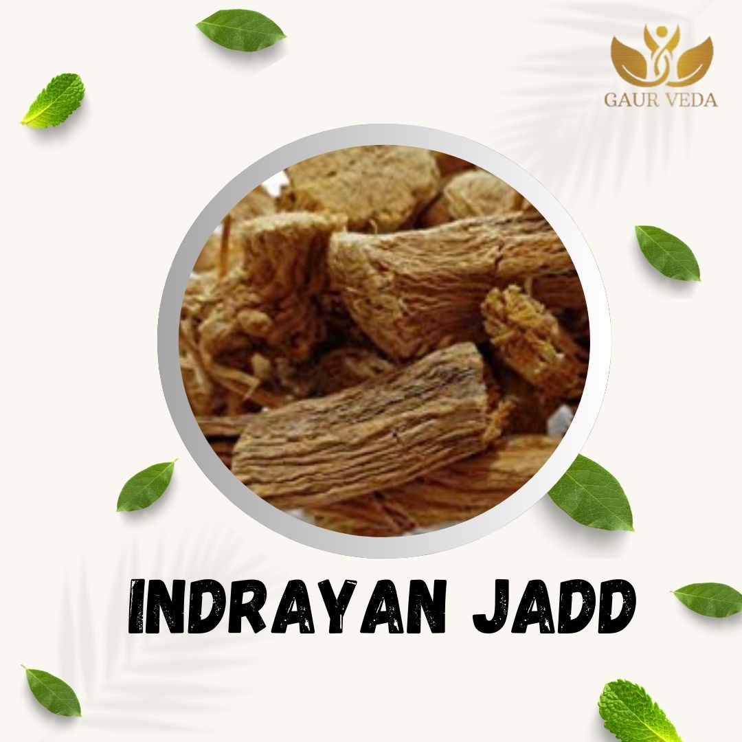 GAURVEDA Indrayan jadd 100% Natural & Pure | Traditional Ayurvedic Herb/Seed/Powder | Supports Wellness & Daily Health | Ideal for Herbal Remedies, 100 Grams{33