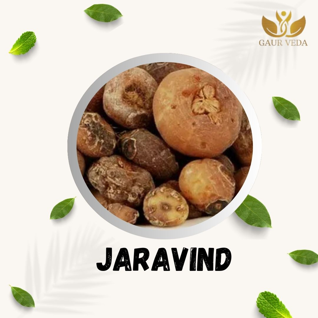 GAURVEDA Jaravind 100% Natural & Pure | Traditional Ayurvedic Herb/Seed/Powder | Supports Wellness & Daily Health | Ideal for Herbal Remedies, 100 Grams