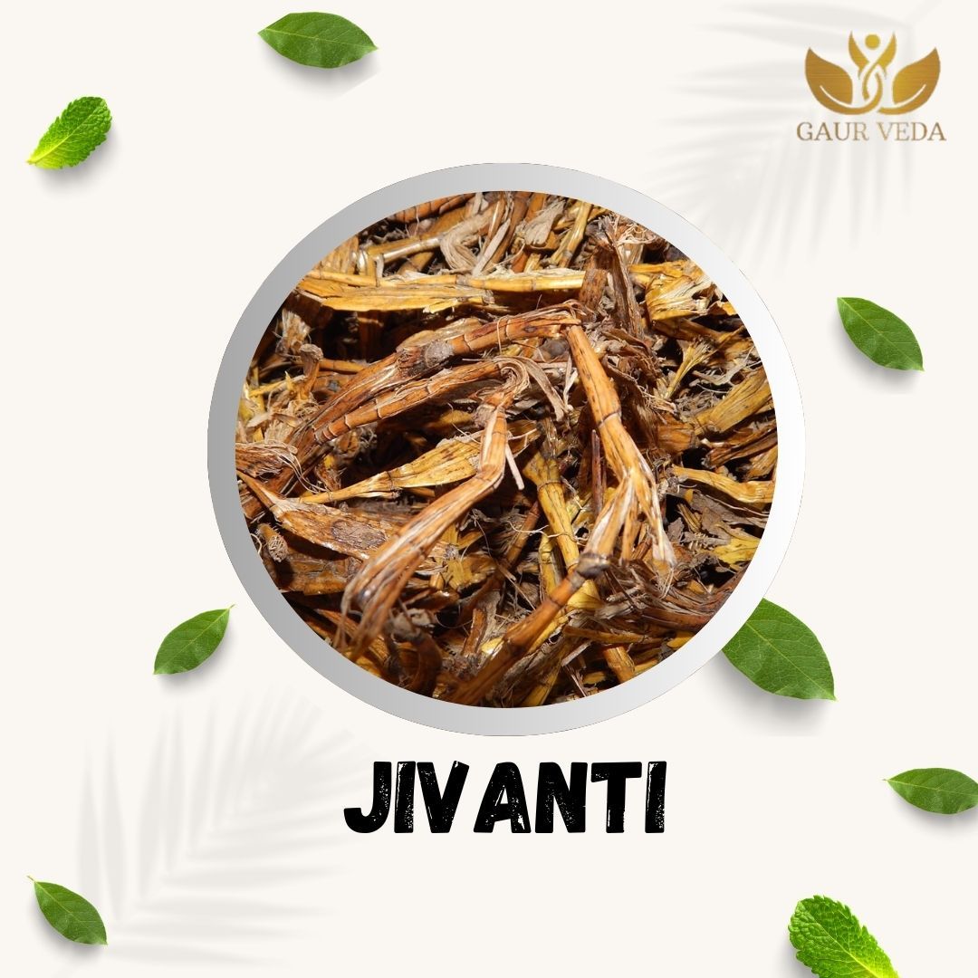 GAURVEDA Jivanti 100% Natural & Pure | Traditional Ayurvedic Herb/Seed/Powder | Supports Wellness & Daily Health | Ideal for Herbal Remedies, 100 Grams{41