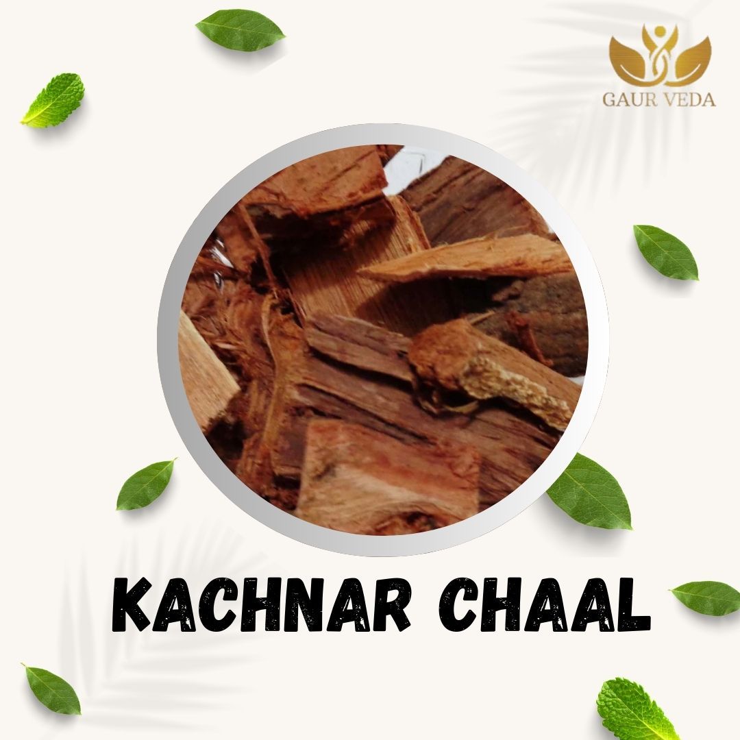 GAURVEDA Kachnar chaal 100% Natural & Pure | Traditional Ayurvedic Herb/Seed/Powder | Supports Wellness & Daily Health | Ideal for Herbal Remedies, 100 Grams