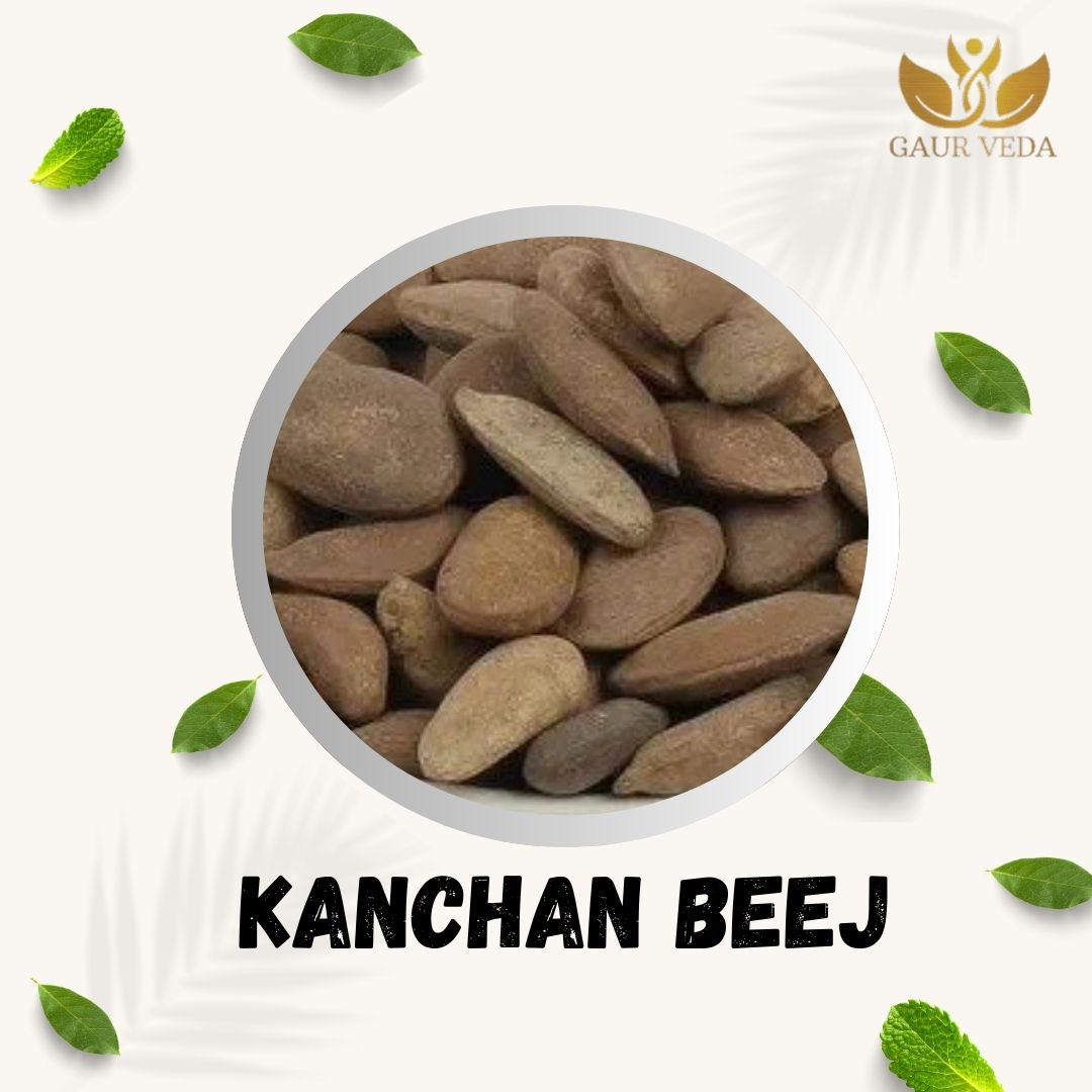 GAURVEDA Kanchan Beej: Traditional Ayurvedic Seed for Overall Wellness | Natural & Pure | Supports Healthy Lifestyle   Food | 100 Grams