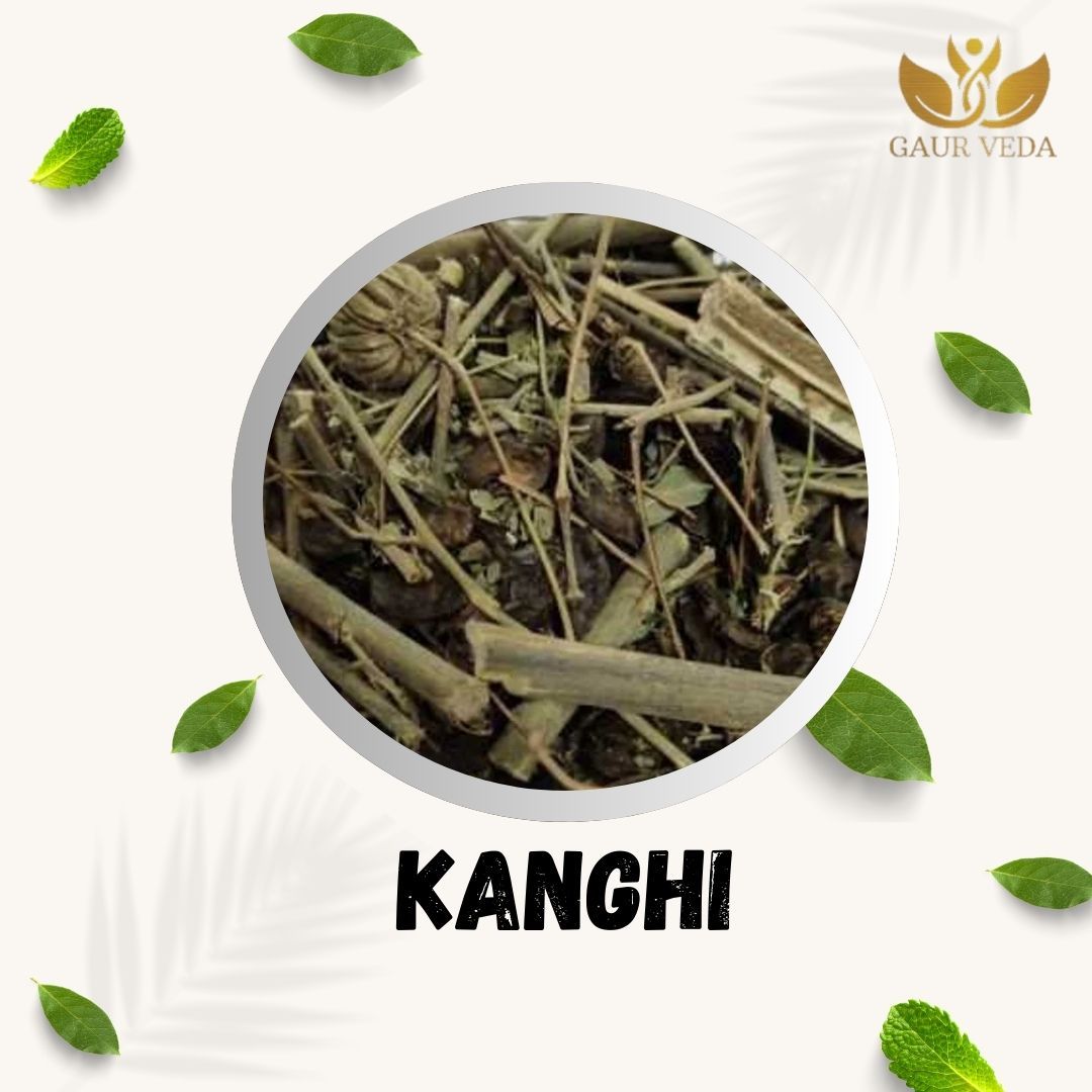 GAURVEDA Kangi 100% Natural & Pure | Traditional Ayurvedic Herb/Seed/Powder | Supports Wellness & Daily Health | Ideal for Herbal Remedies, 100 Grams{58