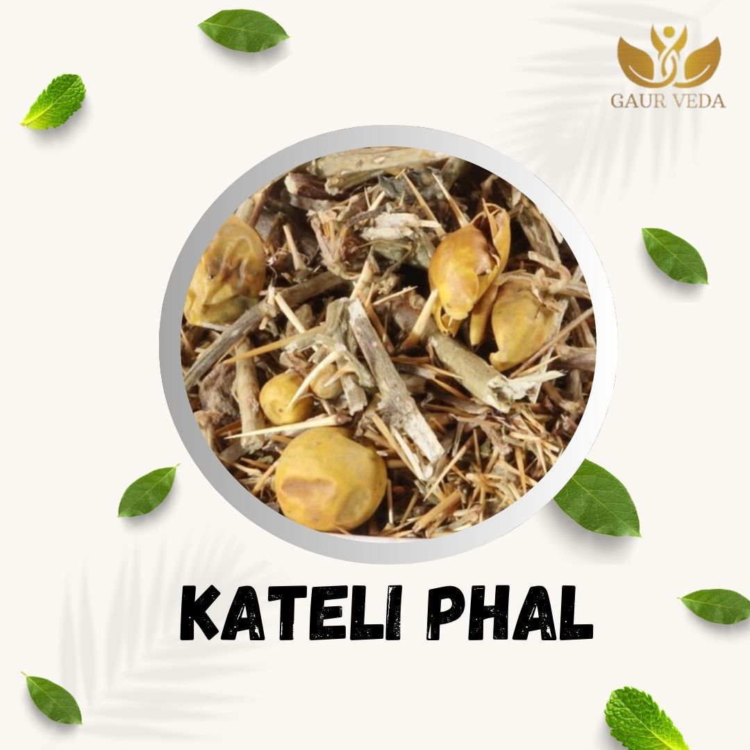GAURVEDA Kateli phal 100% Natural & Pure | Traditional Ayurvedic Herb/Seed/Powder | Supports Wellness & Daily Health | Ideal for Herbal Remedies, 100 Grams