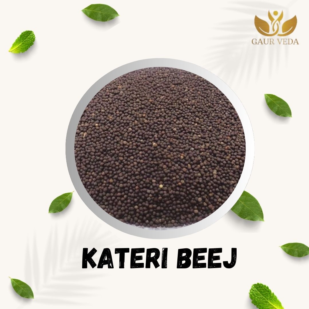 GAURVEDA Kateri Beej - Natural & Pure Seeds for Traditional Remedies, Pooja, Havan -, Freshly Sourced - Authentic Indian Herb | 100 Grams