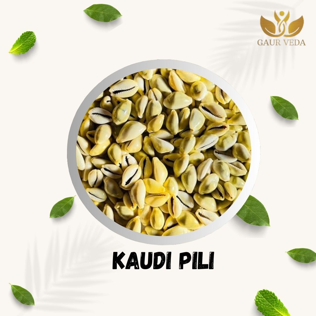 Gaurveda Yellow Kaudi (Pack of 11 Piece) - Kowdi Safed - Pure