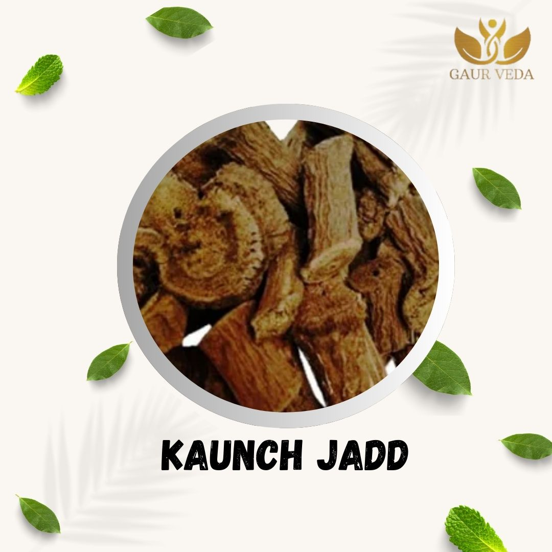 GAURVEDA Kaunch jadd 100% Natural & Pure | Traditional Ayurvedic Herb/Seed/Powder | Supports Wellness & Daily Health | Ideal for Herbal Remedies, 100 Grams