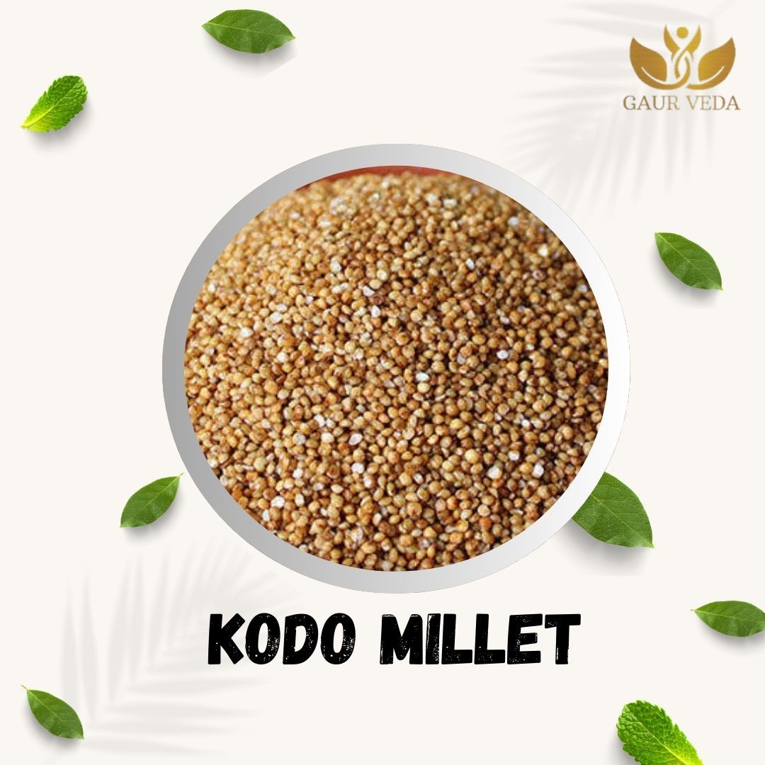 GAURVEDA Kodo Millet - Naturally Nutritious Ancient Grain, Gluten-Free, Healthy Staple for Everyday Cooking & Wholesome Indian Meals | 1000 Grams
